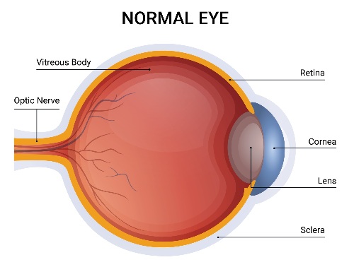 normal-eye